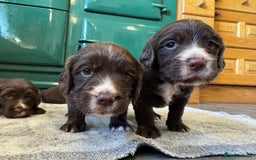 Sprocker dogs for sale: F1 Sprocker puppies liver and white  - Image 10