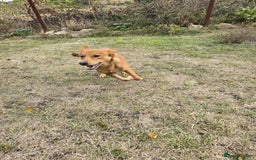 Mixed Breed dogs for adoption: 💙🐶 ARCHIE AND ARNY🐶💙 - Image 13