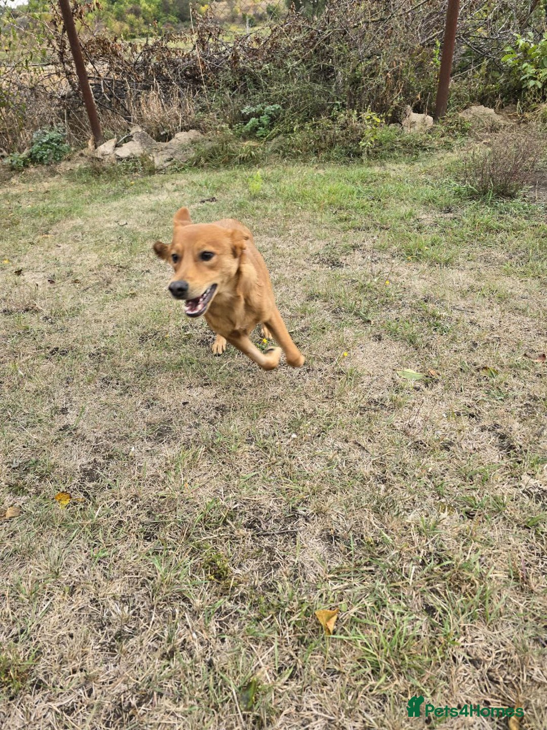 Mixed Breed dogs for adoption: 💙🐶 ARCHIE AND ARNY🐶💙 - Image 13