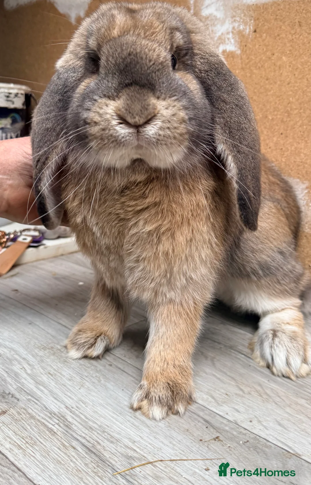 French Lop rabbits for sale: Male Giant French Lop for Sale - Advert 1