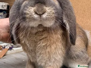 French Lop rabbits Male Giant French Lop for Sale - Advert 3