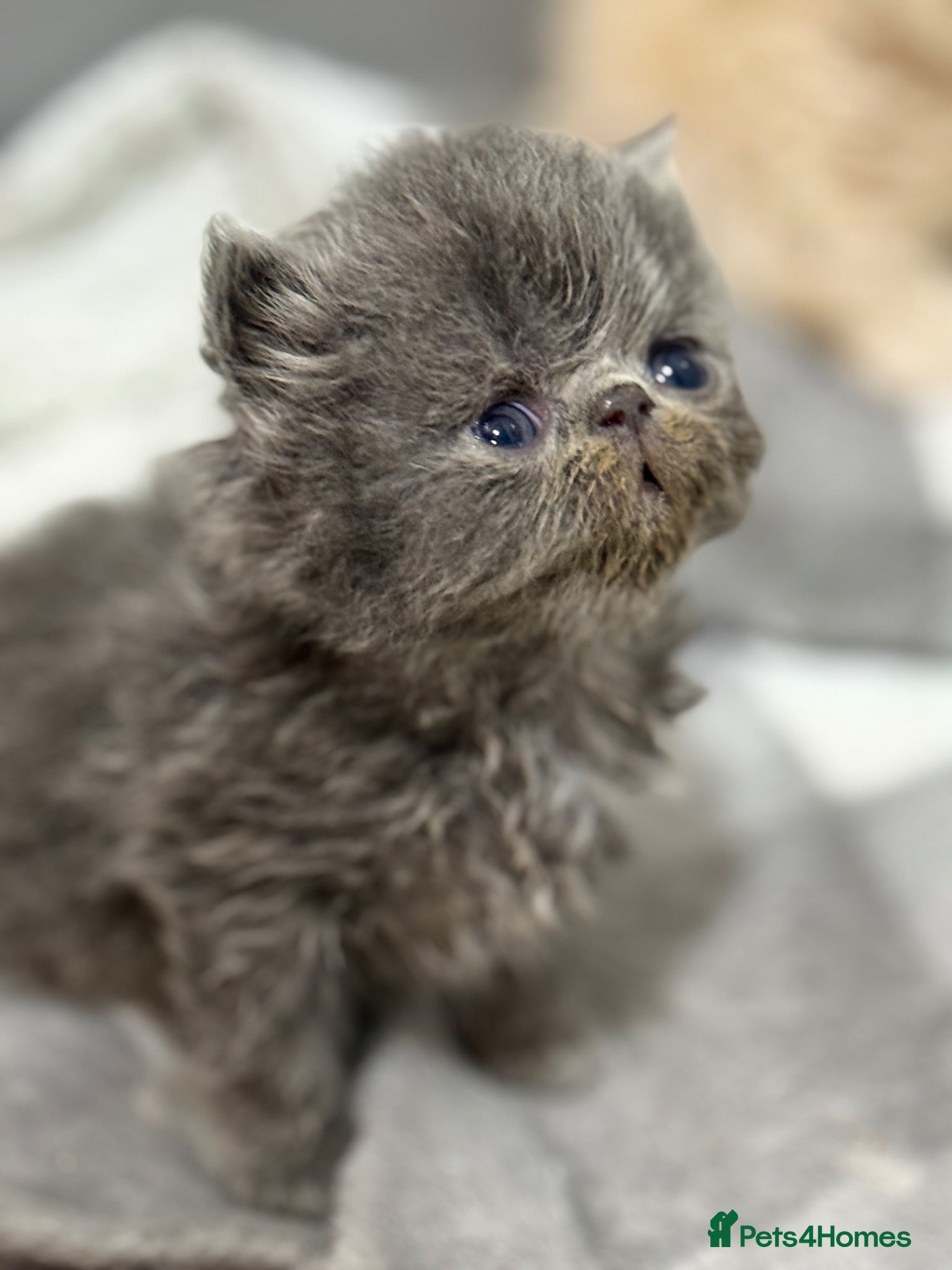 Persian cats GCCF registered Persian kittens  - Advert 6
