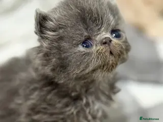 Persian cats GCCF registered Persian kittens - Advert 6