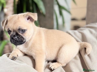Pug dogs Gorgeous Pug x Pomeranian Puppy, Ready Today 🐾 - Advert 9