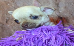 Chihuahua dogs for sale: CHIHUAHUA PUPPY  - Advert 5