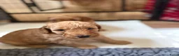 Cockapoo dogs for sale: 🐾 3 Gorgeous Male F1B Apricot Cockapoo Puppies 🐾 in Bournemouth - Advert 7