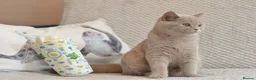 British Shorthair cats for sale: Beautiful paws*GB 😻 - Advert 7