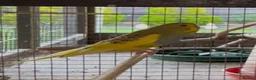 Budgerigars birds for sale: Budgies for sale  - Advert 4