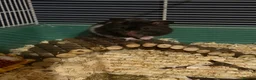Hamster rodents for sale: Snoopy - Male Syrian Hamster  in Coatbridge - Advert 3