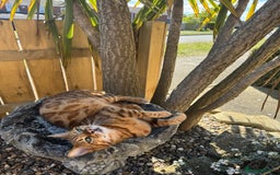 Bengal cats for sale: Bengal cat - Image 15