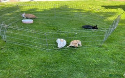 Mixed Breed rabbits for sale: Ready 3 beautiful lion head/English spot bunny’s  - Image 3
