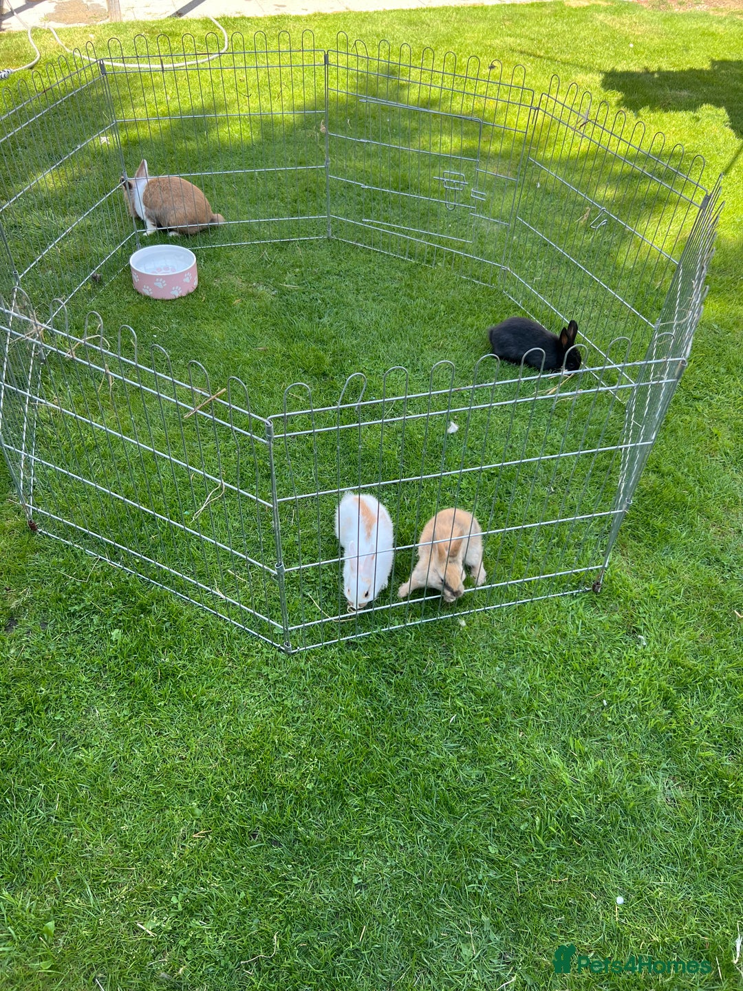 Mixed Breed rabbits for sale: Ready 3 beautiful lion head/English spot bunny’s  - Image 3