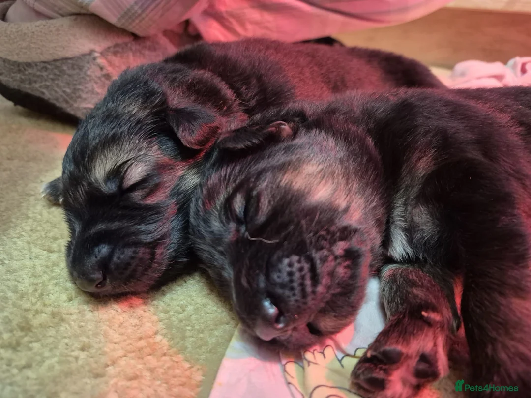 German Shepherd dogs for sale: German shepherd puppies in Norwich - Advert 1