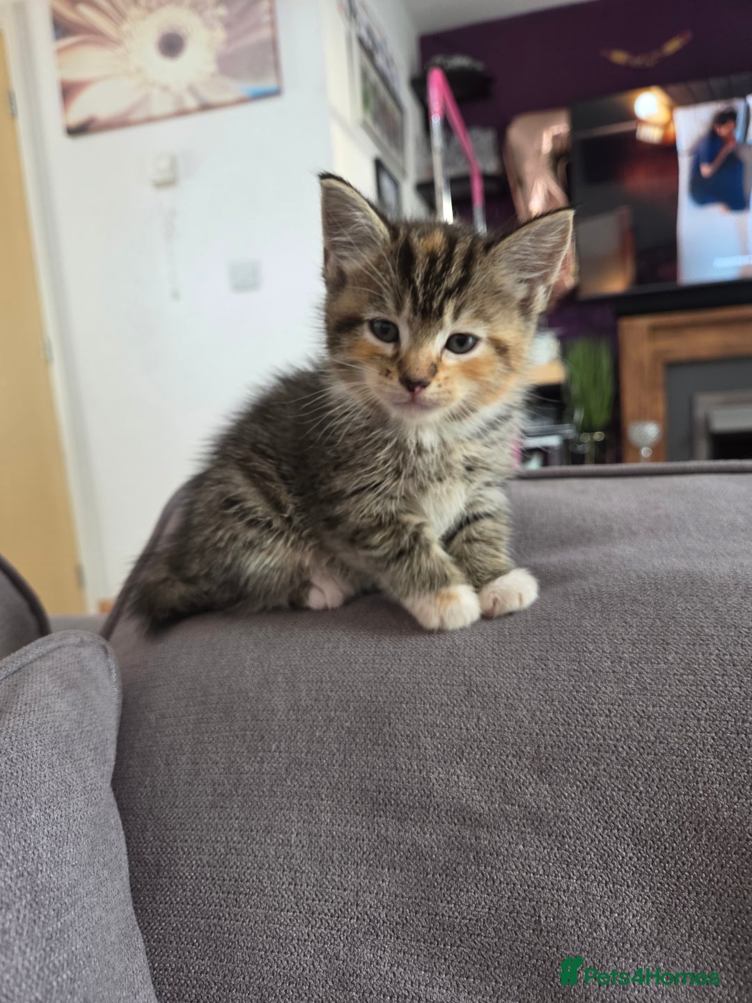 Mixed Breed cats for sale: Tabby girl - Image 1