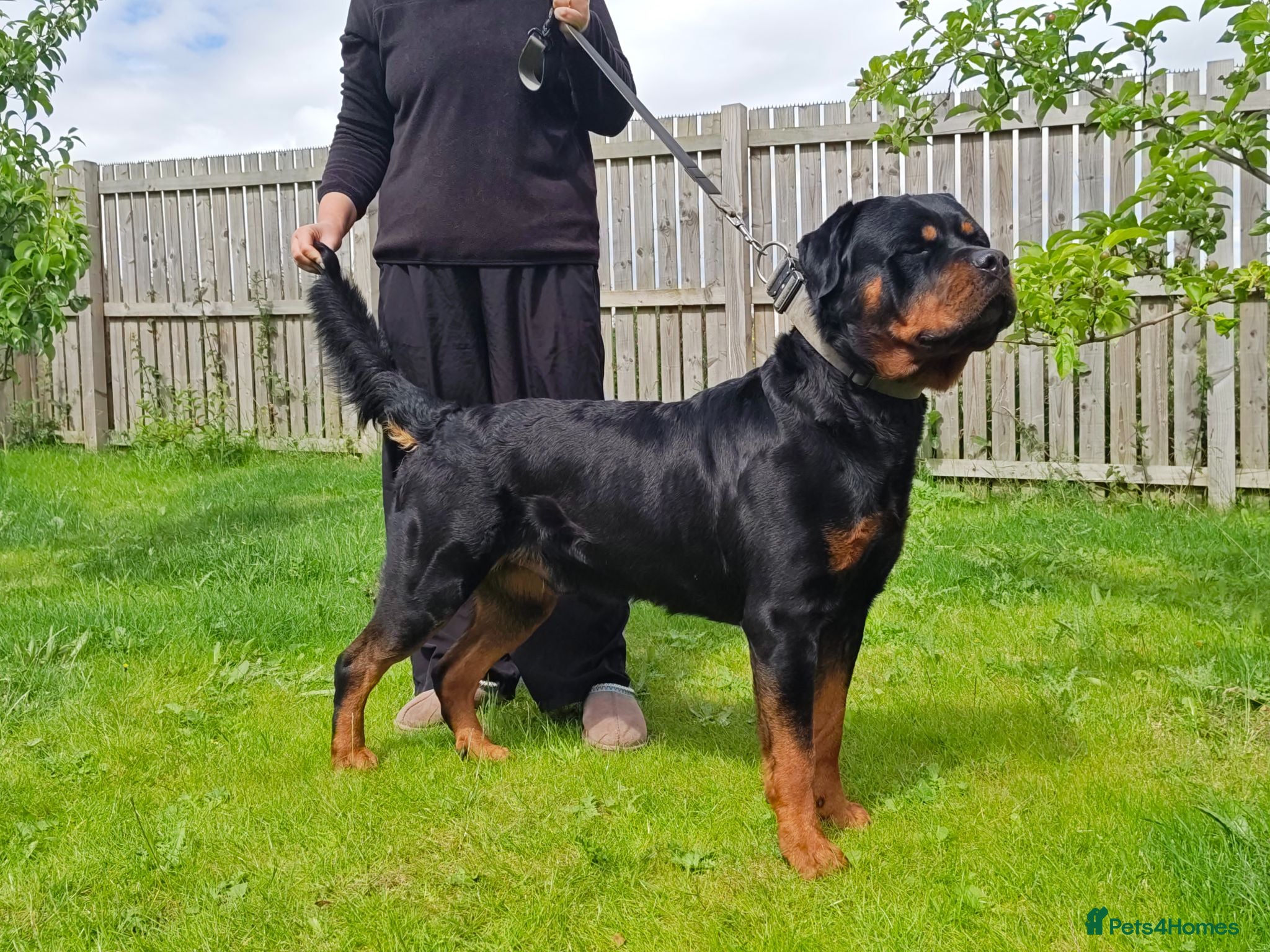 Rottweiler dogs KC register proven boy - Advert 3