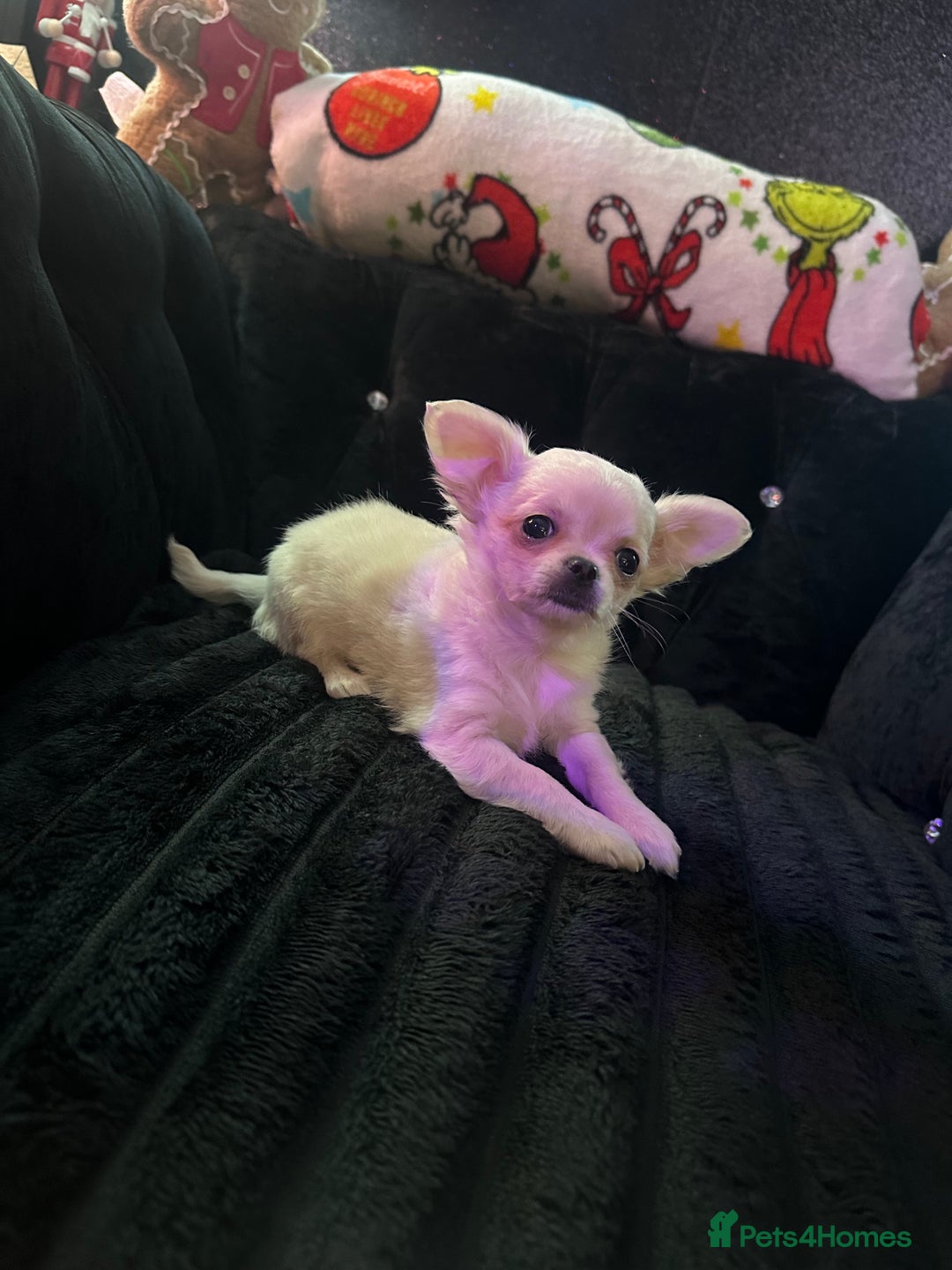 Chihuahua dogs for sale: 3 beautiful chihuahua puppy’s - Advert 4