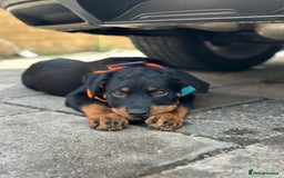 Rottweiler dogs for sale: 1 boy 5 months Rottweiler pup - Image 6