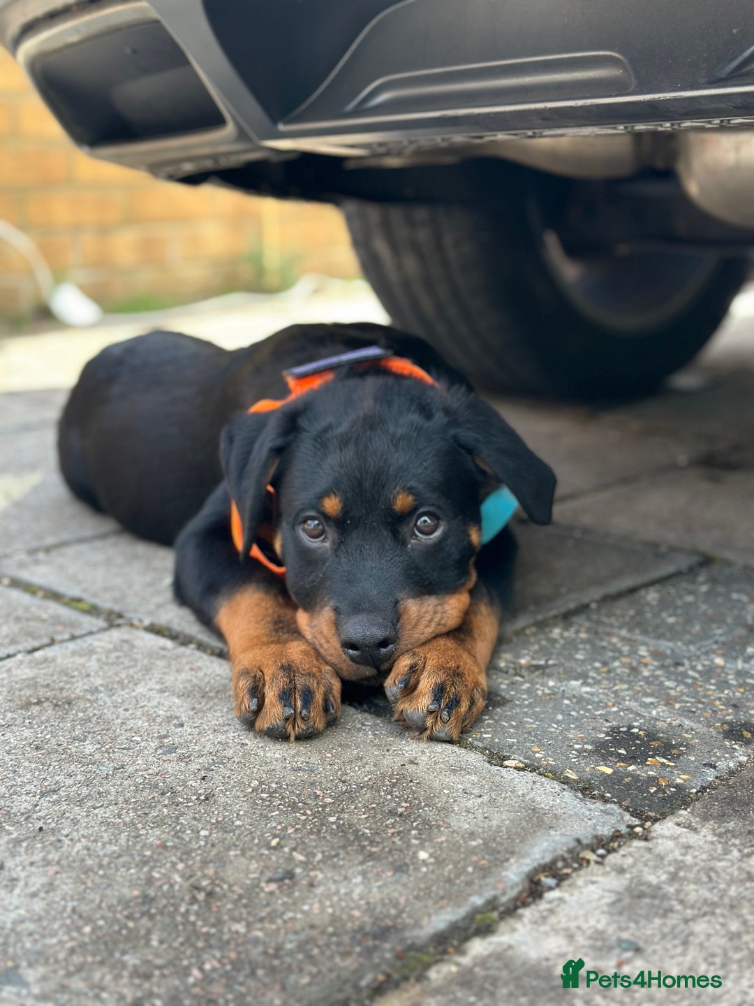 Rottweiler dogs for sale: 1 boy 5 months Rottweiler pup - Image 6