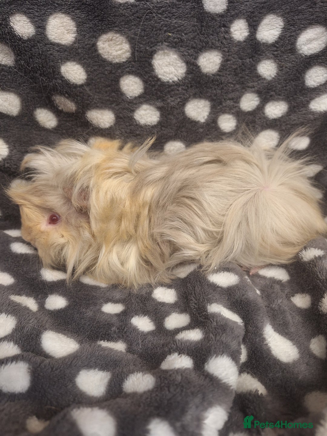 Guinea Pig rodents for sale: Baby male peruvian guinea pigs  - Advert 11