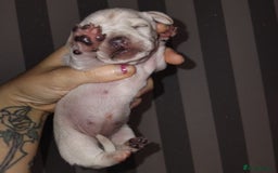 Miniature Dachshund dogs for sale: Exceptional minature cream dachshunds - Image 4