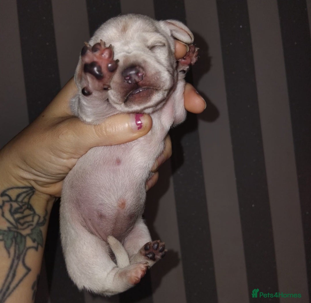 Miniature Dachshund dogs for sale: Exceptional minature cream dachshunds - Image 4