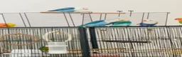 Lovebirds birds for sale: Lovebirds - Advert 6