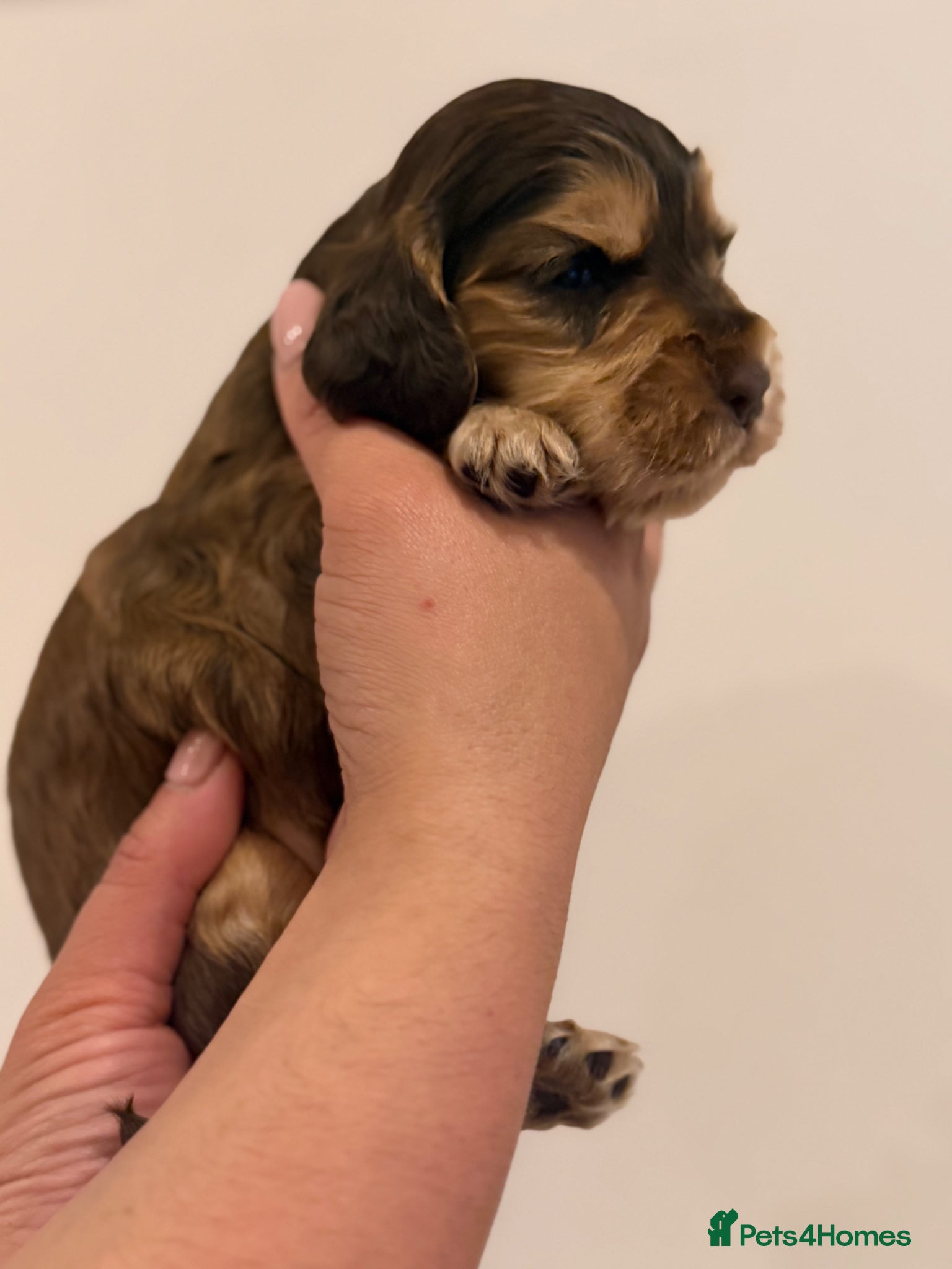 Cocker Spaniel dogs for sale: Golden & Chocolate Sable Show Cocker Puppies  in Doncaster - Advert 27