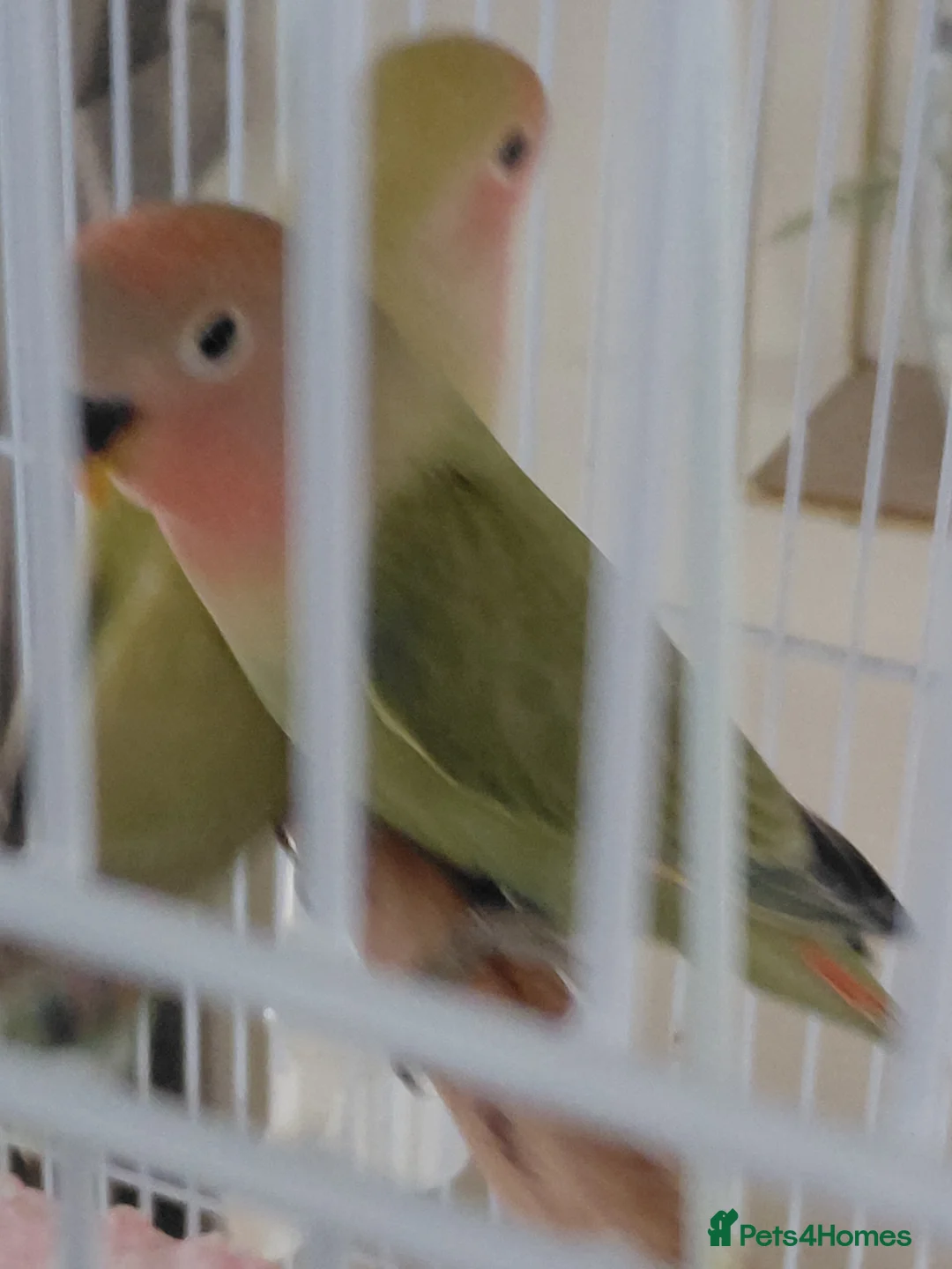 Lovebirds birds for sale: 5 baby lovebirds for sale - Advert 1