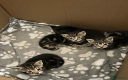 Bengal cats for sale: 3 Bengal mix kittens  - Image 20