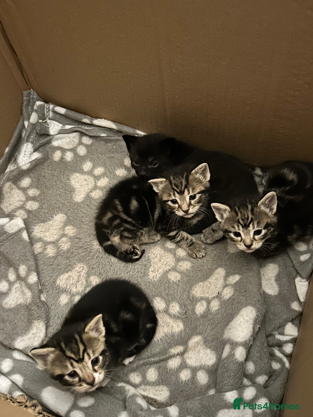 Bengal cats for sale: 3 Bengal mix kittens  - Image 20