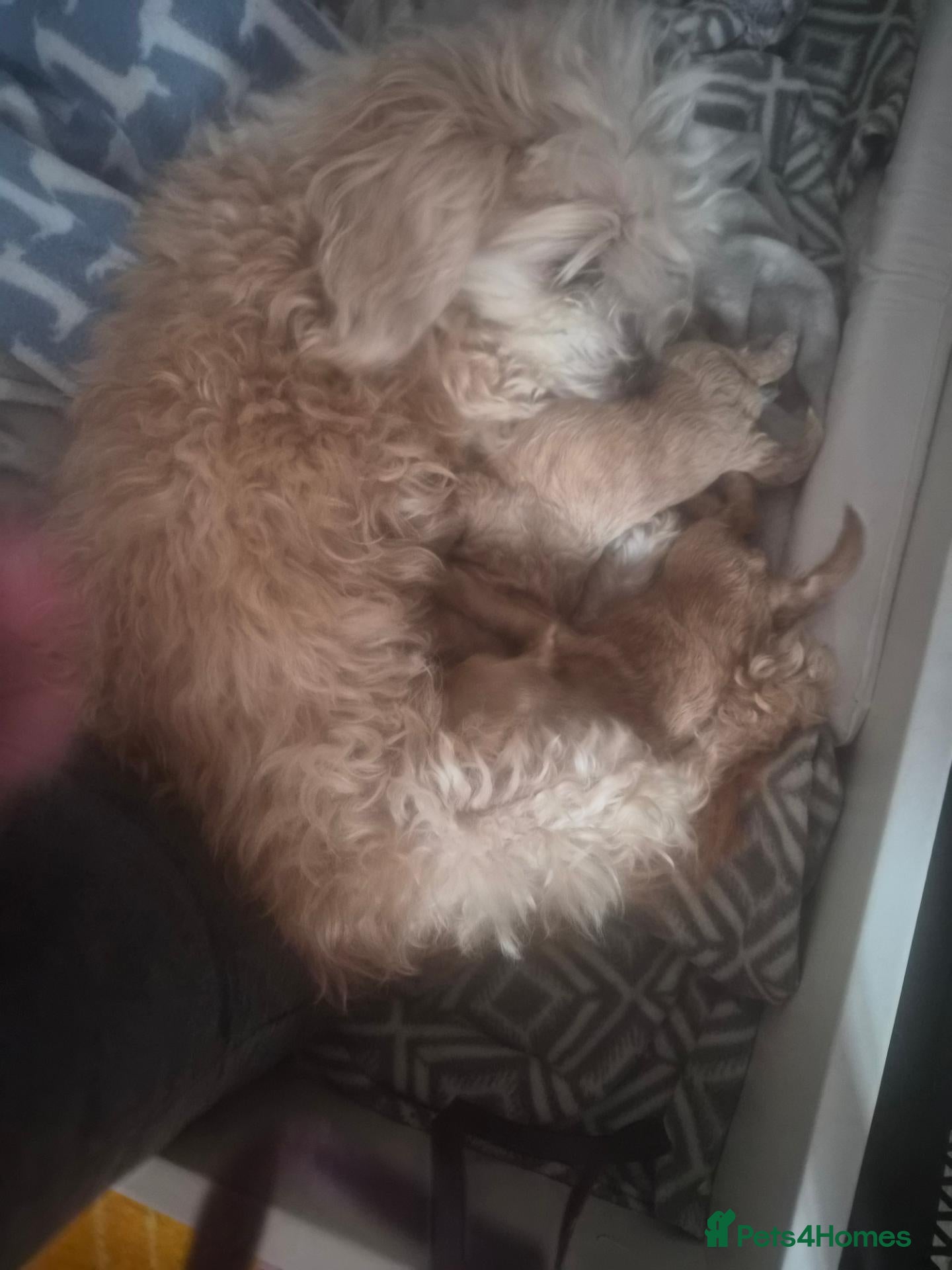 Maltipoo dogs Toy maltipoo f1b - Advert 2