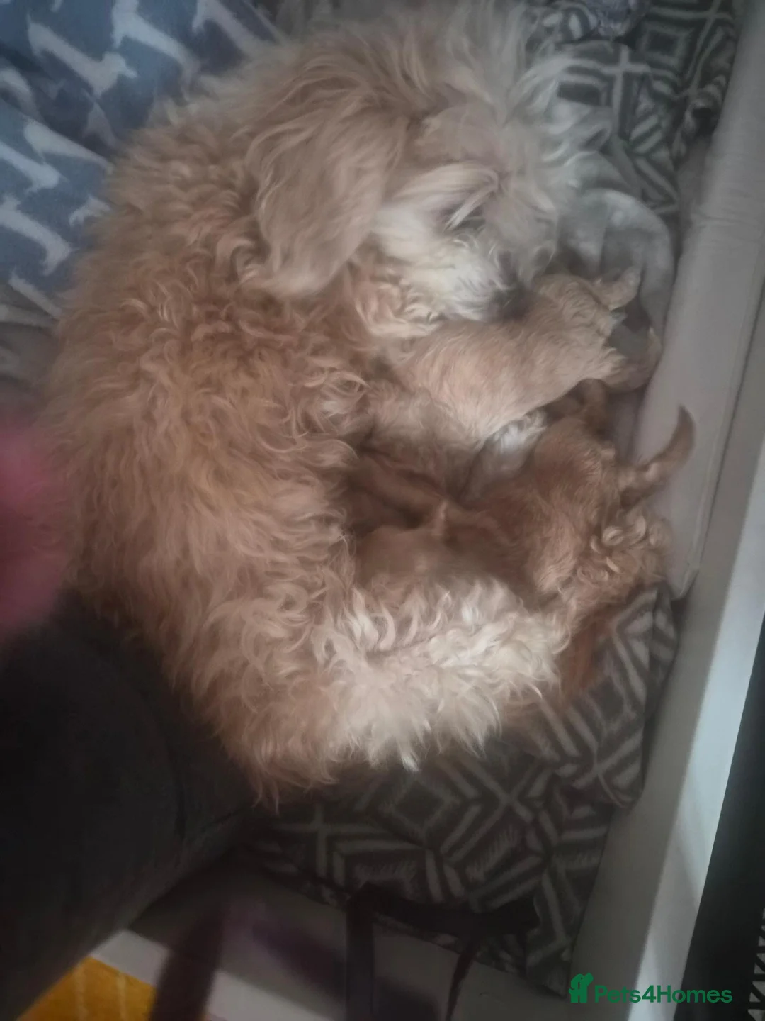 Maltipoo dogs for sale: Toy maltipoo f1b - Advert 2