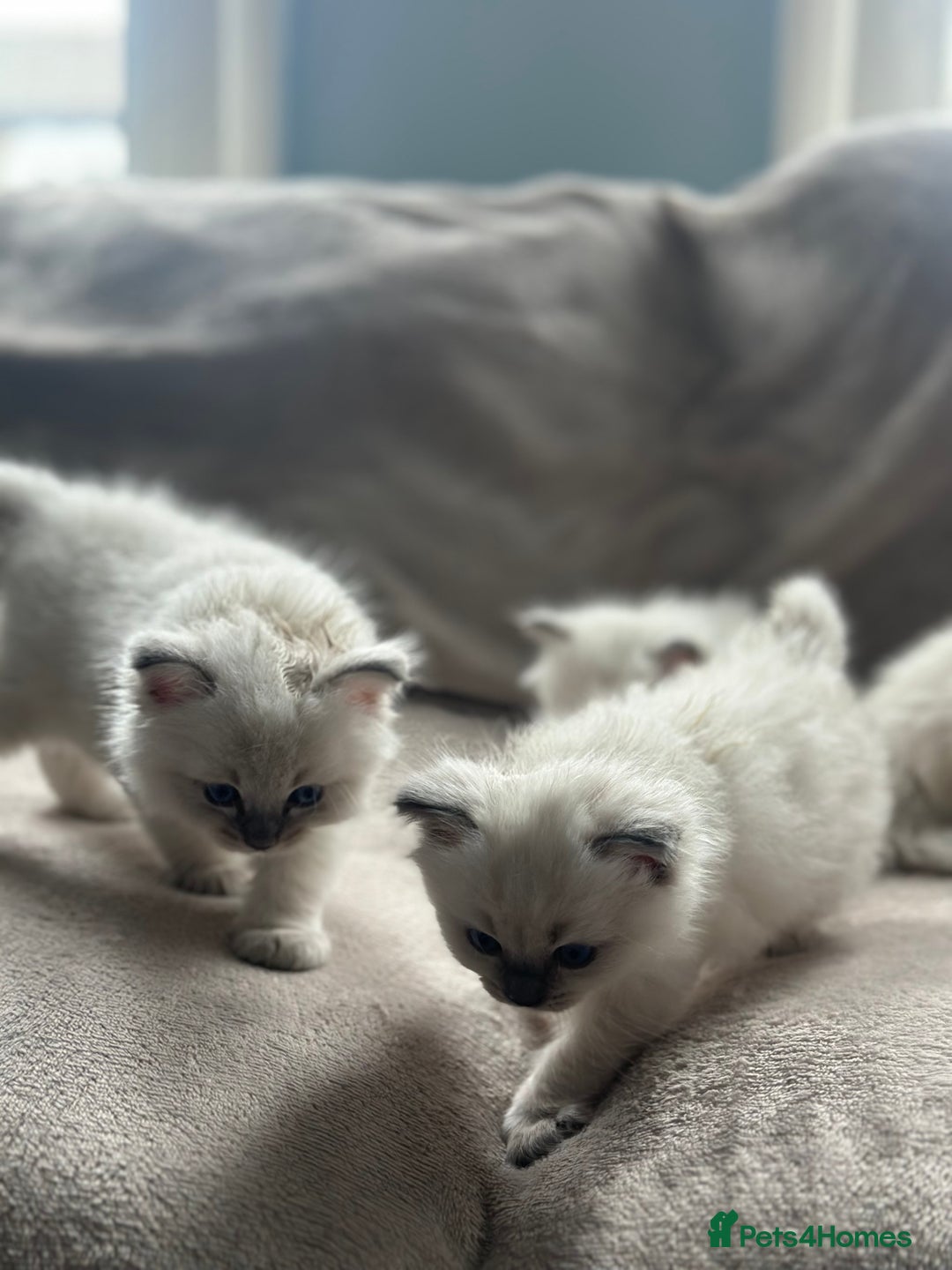 Ragdoll cats for sale: Ragdoll kittens for sale  - Image 3