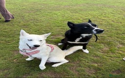 Siberian Husky dogs for sale: Husky Puppies 🩵🩷 - Image 2