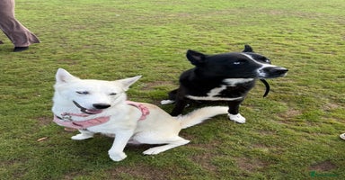 Siberian Husky dogs - Advert 4