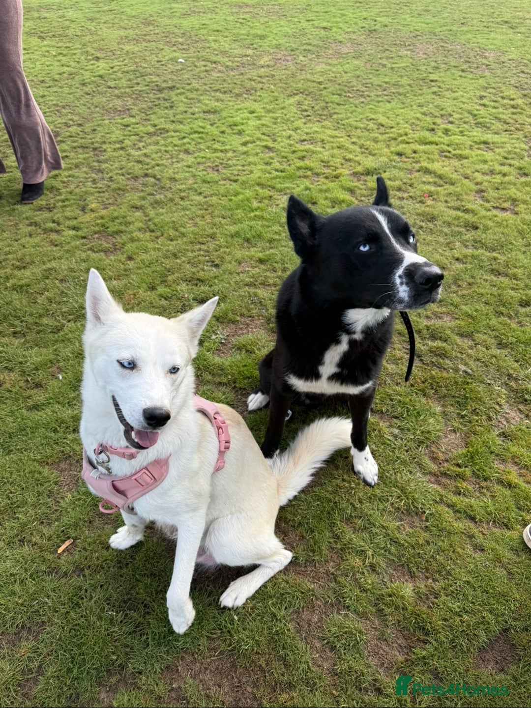 Siberian Husky dogs for sale: Husky Puppies 🩵🩷 - Image 2