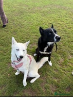 Siberian Husky dogs Husky Puppies 🩵🩷 - Advert 5