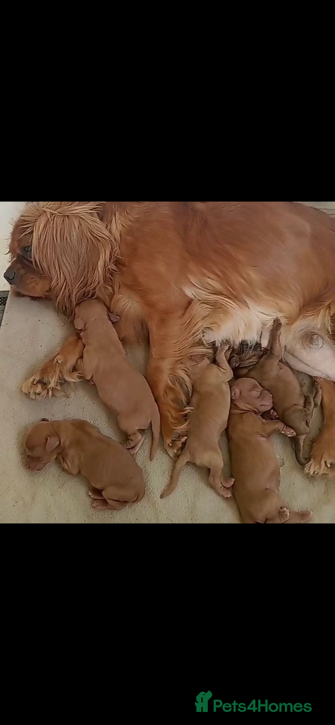 Cavapoo dogs for sale: Cavapoos boys and girls  - Image 8