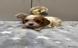 Cavalier King Charles Spaniel dogs for sale: Ready to go 🐶 Cavalier King Charles Spaniels - Image 11
