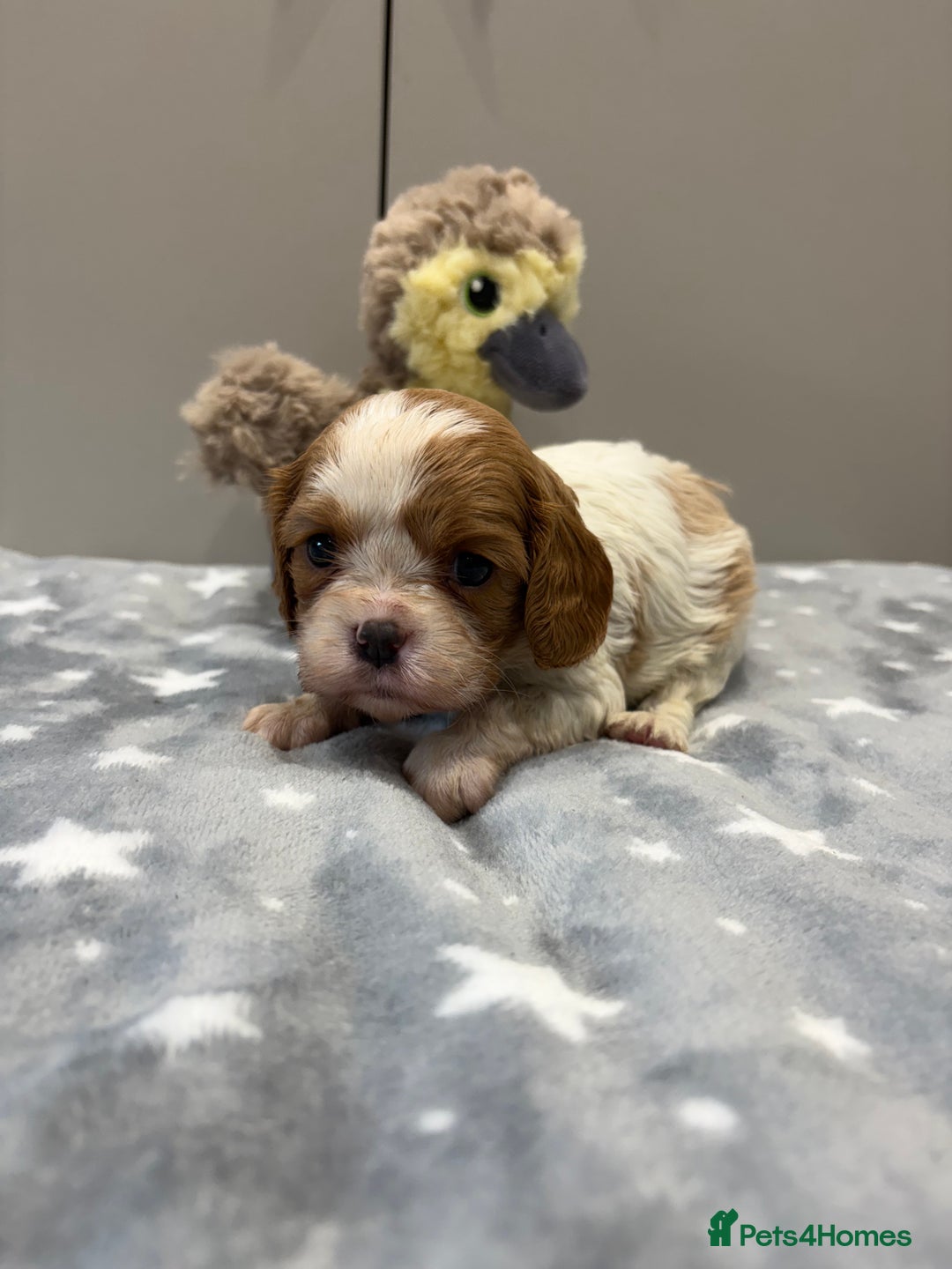 Cavalier King Charles Spaniel dogs for sale: Ready to go 🐶 Cavalier King Charles Spaniels - Image 11