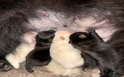 German Spitz dogs for sale: Black German Spitz Klein  - Image 4