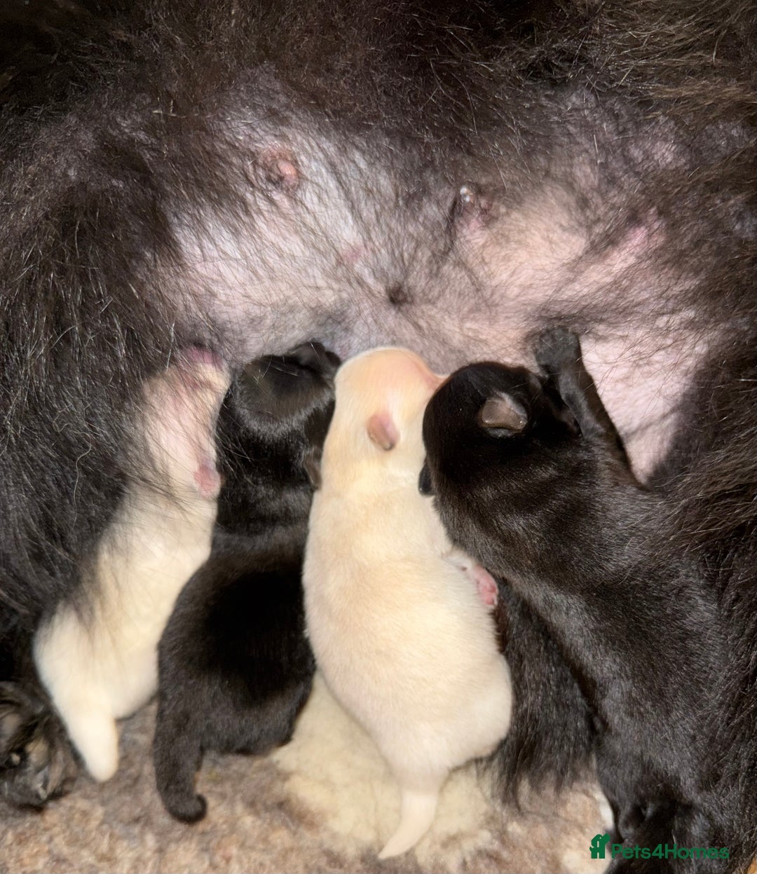 German Spitz dogs for sale: Black German Spitz Klein  - Image 4