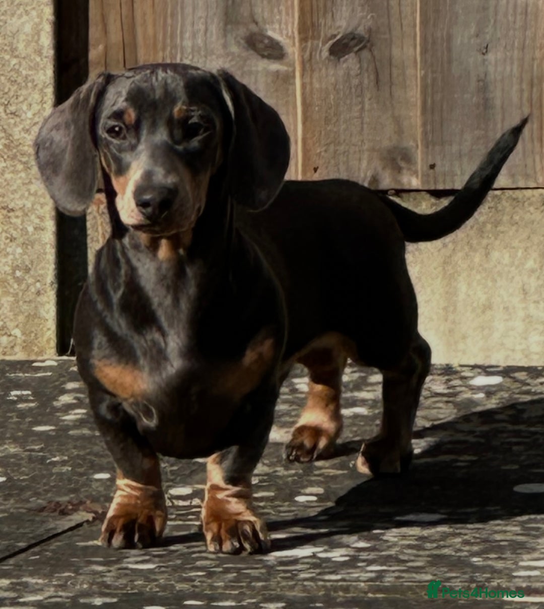 Miniature Dachshund dogs for stud: Available for stud blue and tan mini dachshund - Image 3