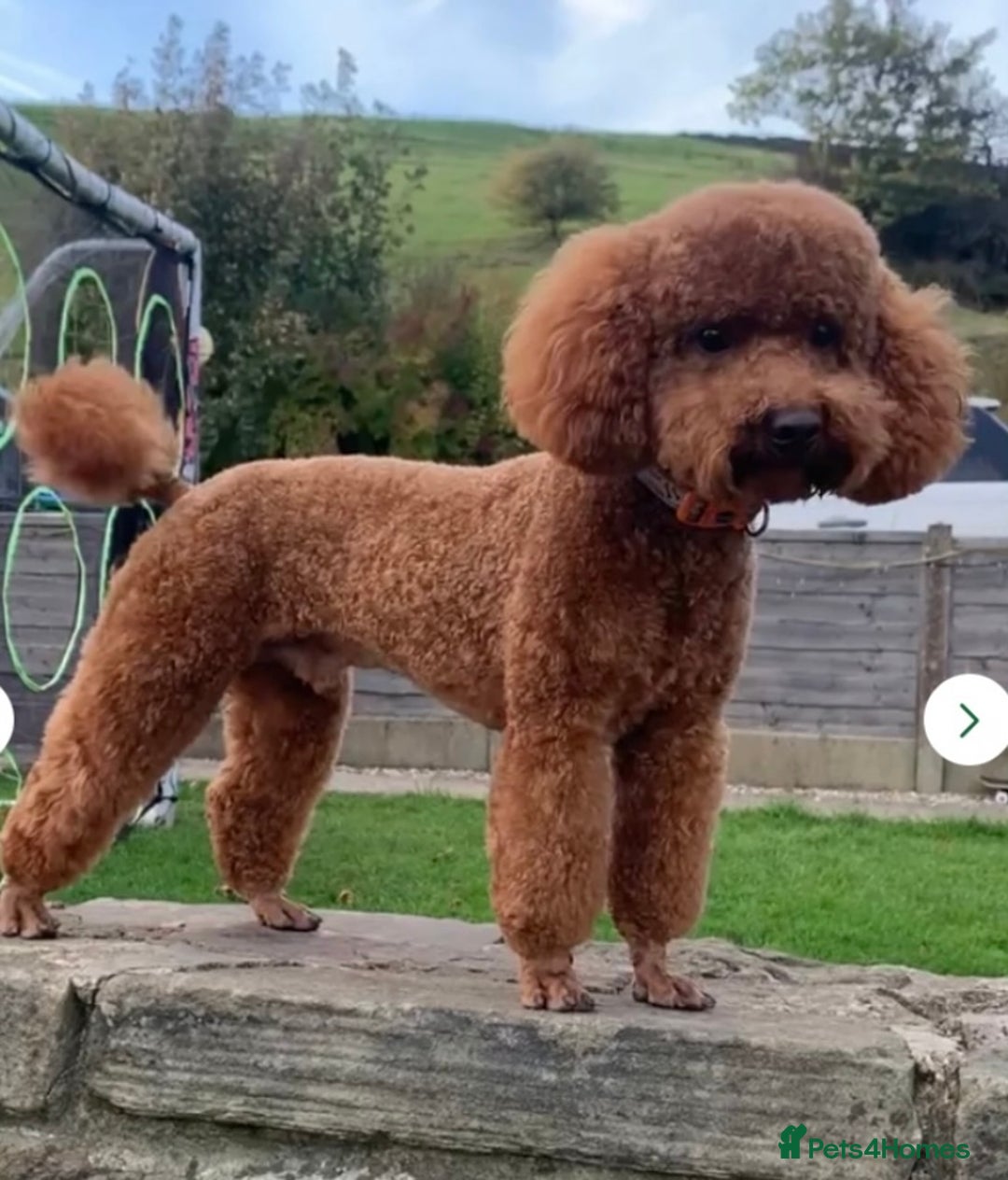 Miniature Poodle dogs for sale: Gorgeous Red Minature Poodles Puppies  - Image 38
