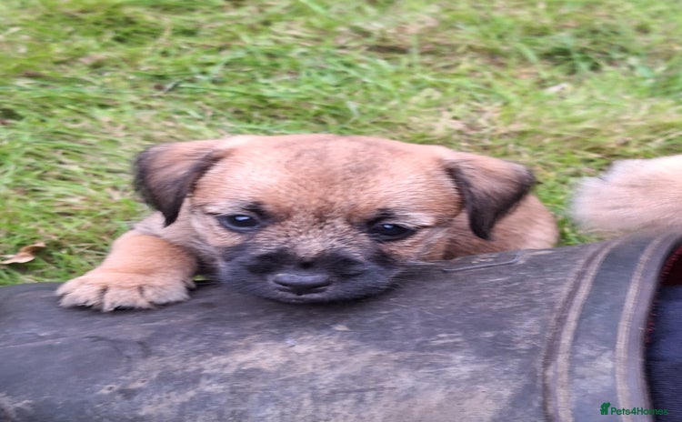 Mixed Breed dogs - Advert 1