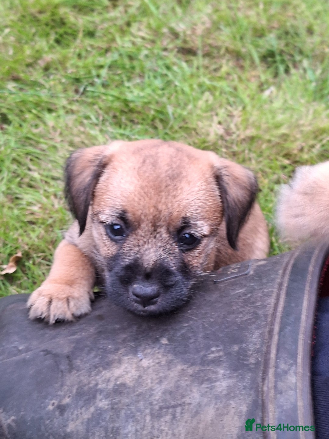 Mixed Breed dogs for sale: Norfolk x border terrier puppys - Image 1