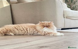 Persian cats for sale: Persian Cat - Image 3