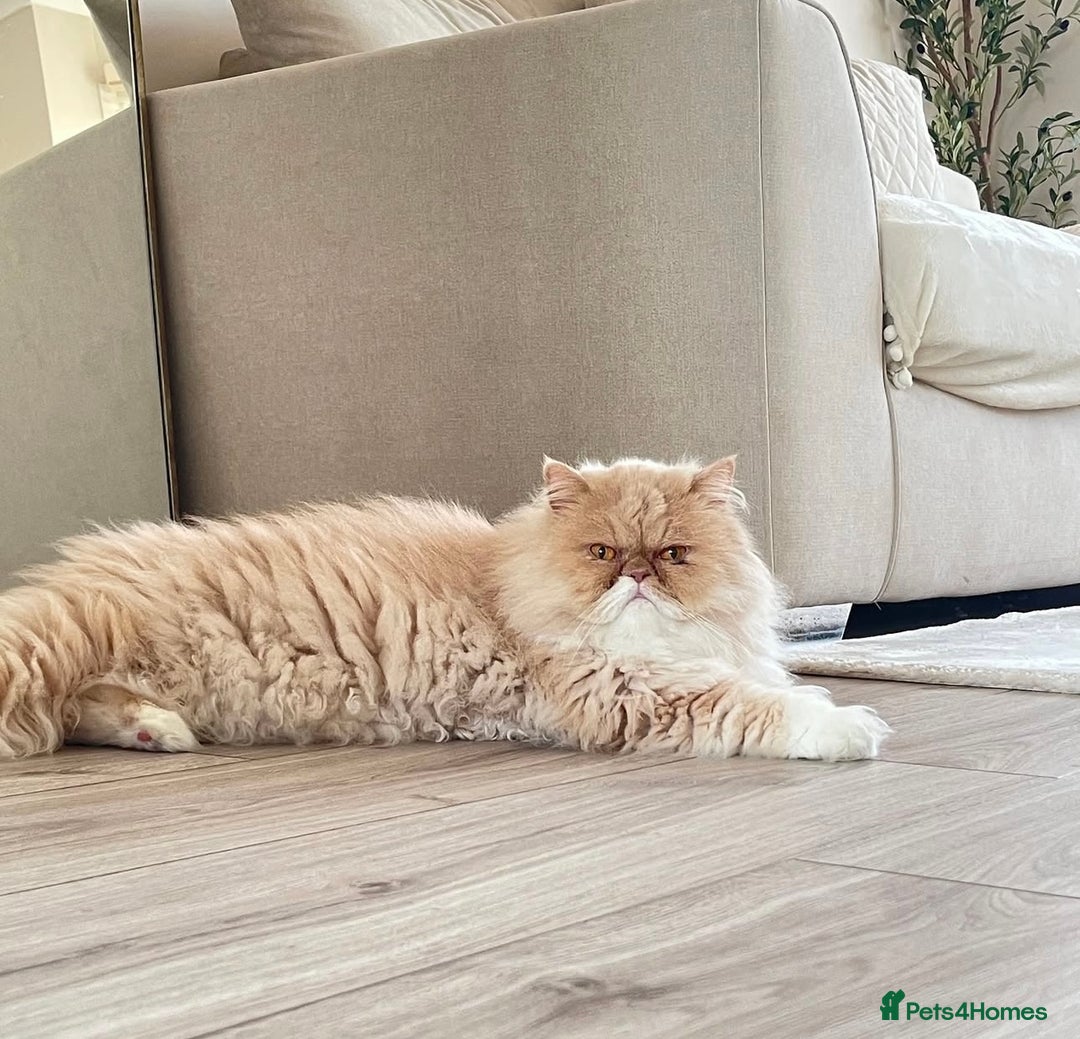 Persian cats for sale: Persian Cat - Image 3
