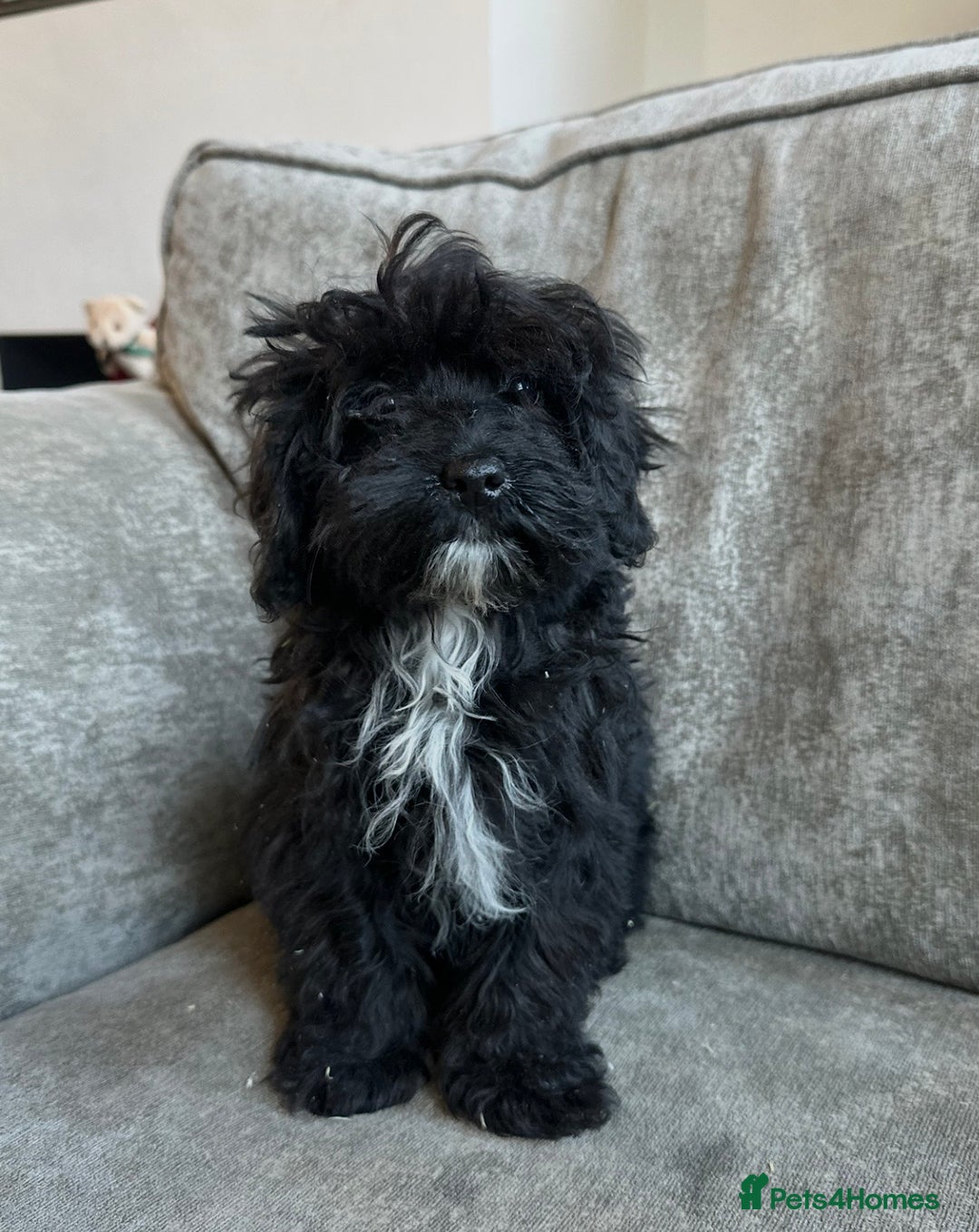 Cavapoo dogs for sale: Beautiful Cavapoos’s  - Advert 11