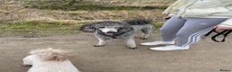 Standard Poodle dogs for stud: Silver standard poodle  in Wakefield - Advert 7